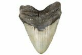 Fossil Megalodon Tooth - North Carolina #183313-1